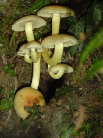 Hypholoma fasciculare