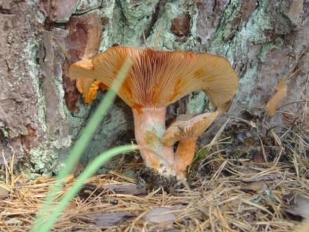 Lactarius deliciosus