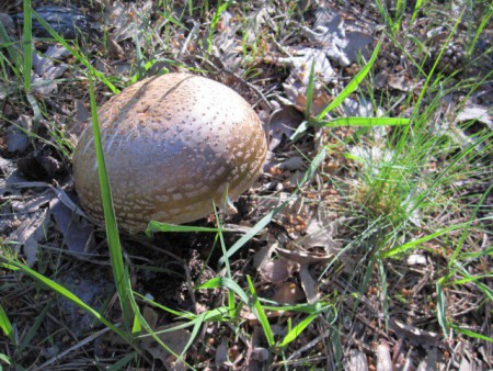 Amanita rubescens