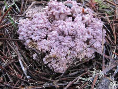 Ramaria cedretorum