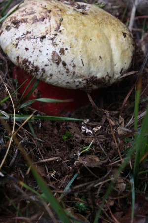 Boletus satanas