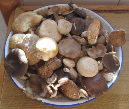 Pleurotus Eryngii (Seta de cardo)